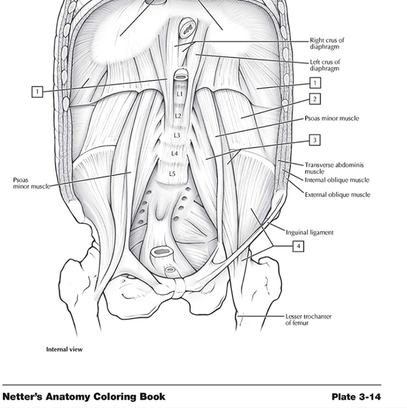Anatomy Coloring book Netter's New - Picture 4 of 7
